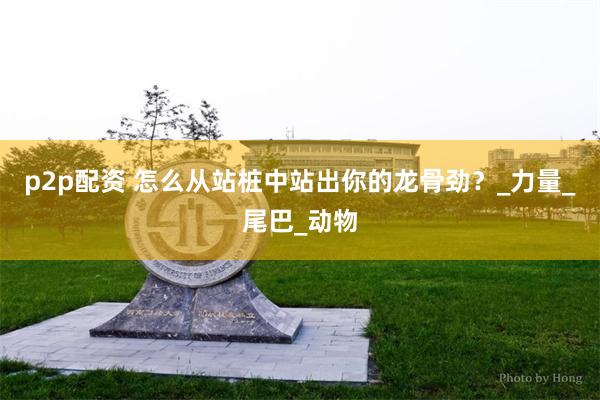p2p配资 怎么从站桩中站出你的龙骨劲？_力量_尾巴_动物